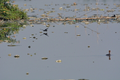 Hirundo rustica