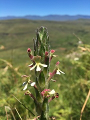 Zaluzianskya microsiphon