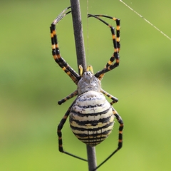 Argiope trifasciata