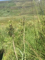 Zaluzianskya microsiphon