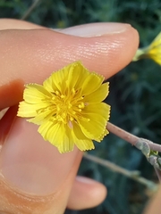 Angiospermae