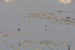 Hirundo rustica
