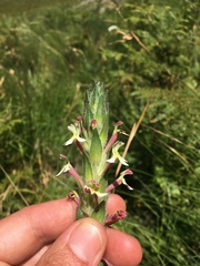 Zaluzianskya microsiphon