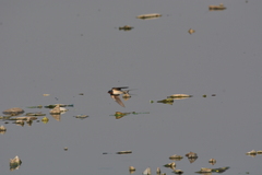 Hirundo rustica