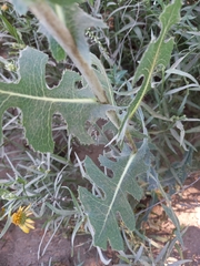 Angiospermae
