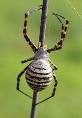 Argiope trifasciata