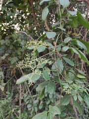 Causonis japonica