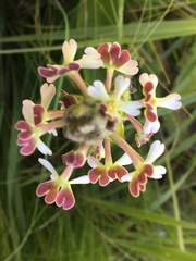 Zaluzianskya microsiphon