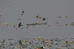 Hirundo rustica