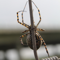 Argiope trifasciata