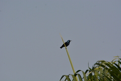 Cinnyris asiaticus