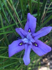 Moraea inclinata