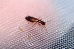 Paradromius