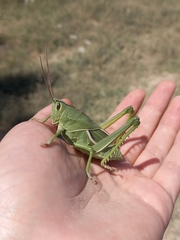 Orthoptera