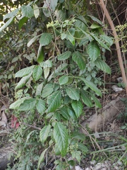 Causonis japonica