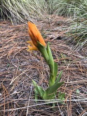 Dichromanthus aurantiacus