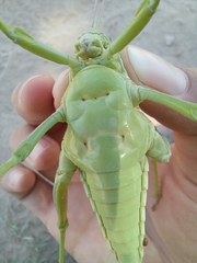 Orthoptera