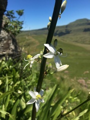Chlorophytum krookianum