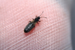 Ischnodemus sabuleti