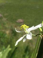 Chlorophytum krookianum