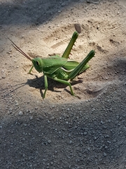 Orthoptera