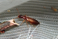 Paradromius