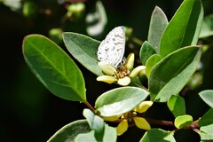 Leptotes plinius
