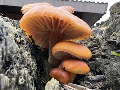 Flammulina