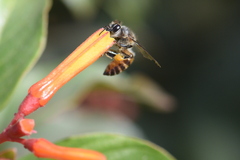 Apis cerana indica