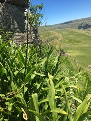 Chlorophytum krookianum