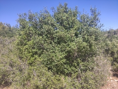 Rhamnus alaternus