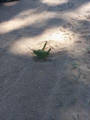 Orthoptera