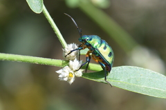 Chrysocoris