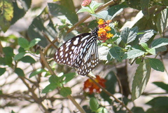 Tirumala limniace