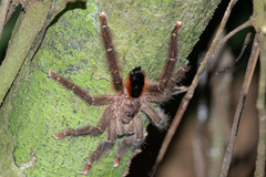 Avicularia lynnae