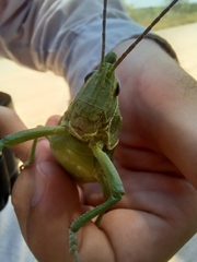 Orthoptera