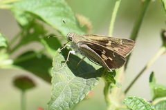 Suastus gremius