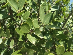 Rhamnus alaternus
