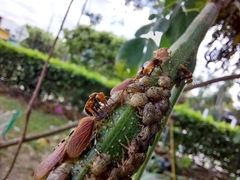 Oxytrigona