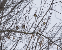 Carduelis carduelis