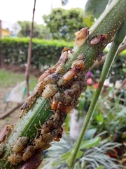 Oxytrigona