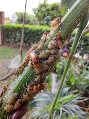 Oxytrigona