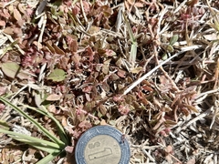 Euphorbia ophthalmica