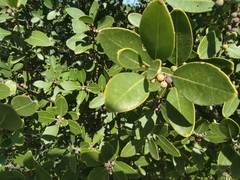 Rhamnus alaternus