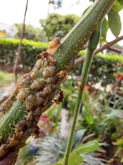 Oxytrigona