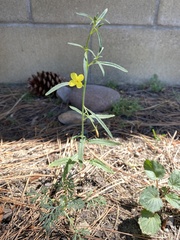 Eulobus californicus