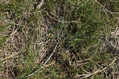 Allium chamaespathum