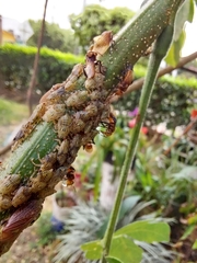 Oxytrigona