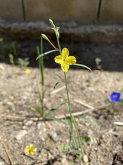 Eulobus californicus