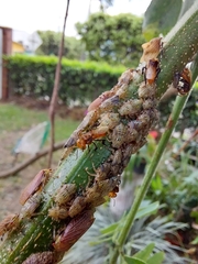 Oxytrigona